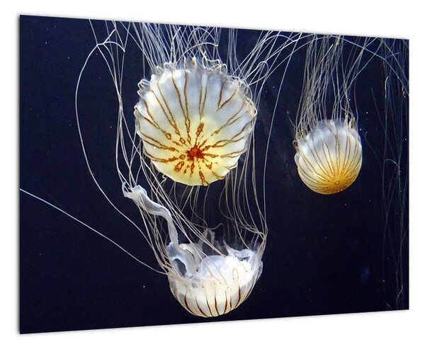 Obraz - medúzy (Obraz 60x40cm)
