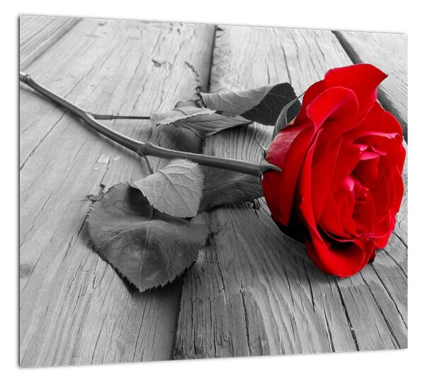 Obraz ruže s červeným kvetom (Obraz 30x30cm)