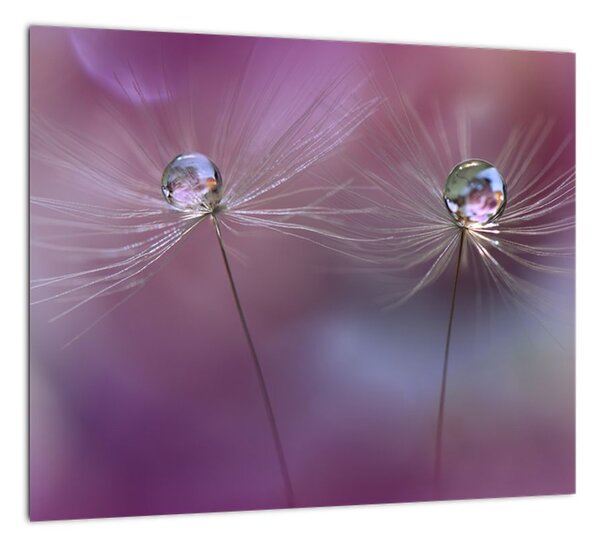 Obraz - kvet s kvapkami vody (Obraz 30x30cm)