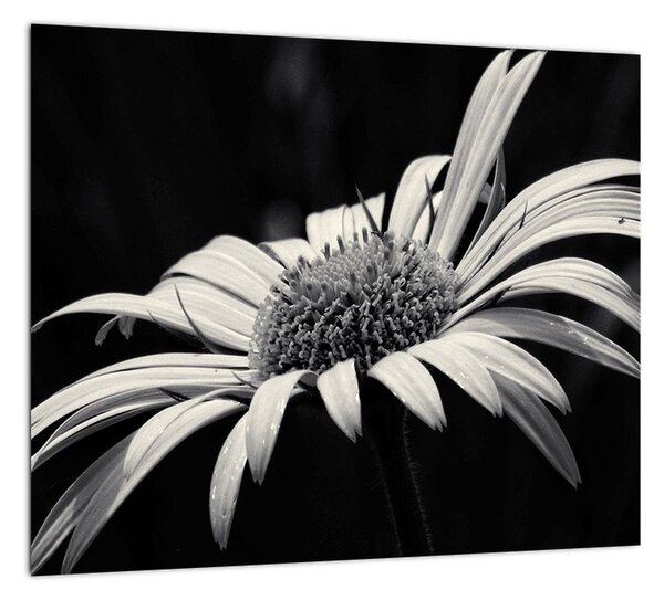 Čiernobiely obraz kvetu (Obraz 30x30cm)