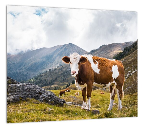 Obraz kravy na lúke (Obraz 30x30cm)