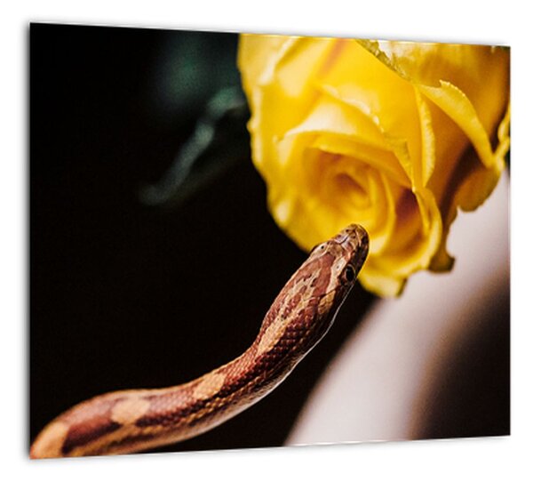 Obraz hada so žltou ružou (Obraz 30x30cm)