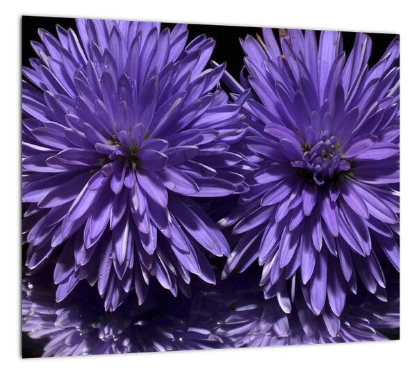 Obraz fialových kvetov (Obraz 30x30cm)