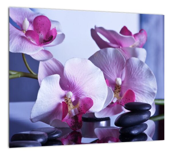 Obraz - orchidea (Obraz 30x30cm)
