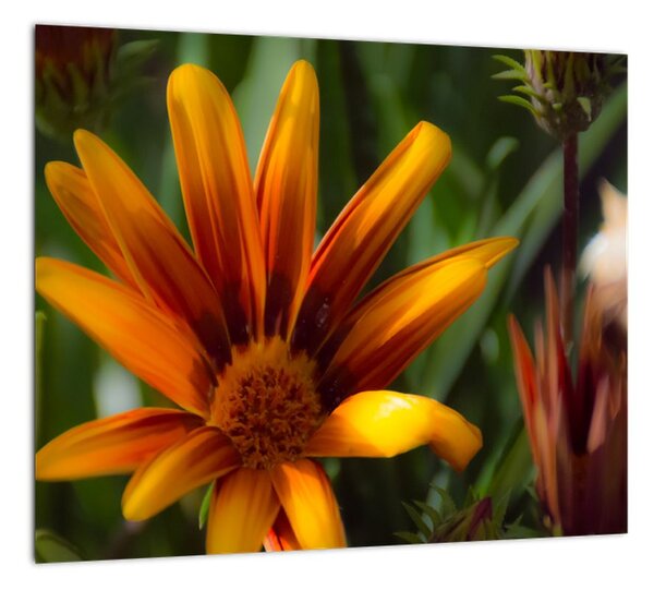 Obraz detailu kvety (Obraz 30x30cm)