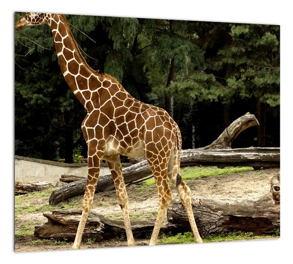 Obraz žirafy (Obraz 30x30cm)