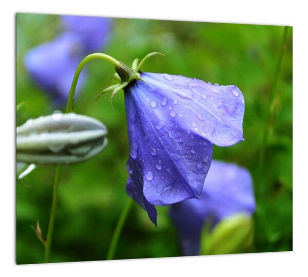Obrazy kvetiny (Obraz 30x30cm)