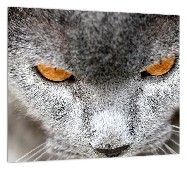 Mačka - obraz (Obraz 30x30cm)