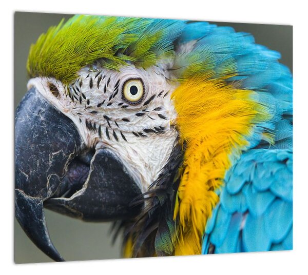 Papagáj - obraz (Obraz 30x30cm)