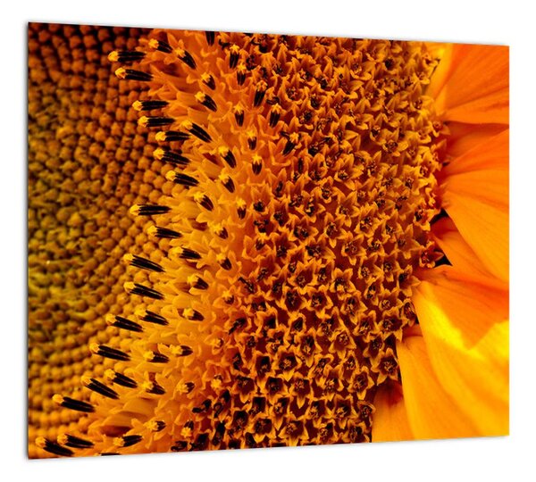 Detail slnečnice - obraz (Obraz 30x30cm)