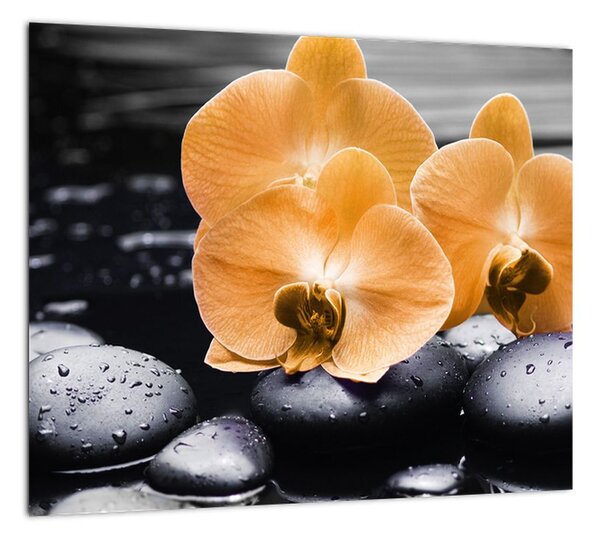 Kvet orchidey - obraz na stenu (Obraz 30x30cm)