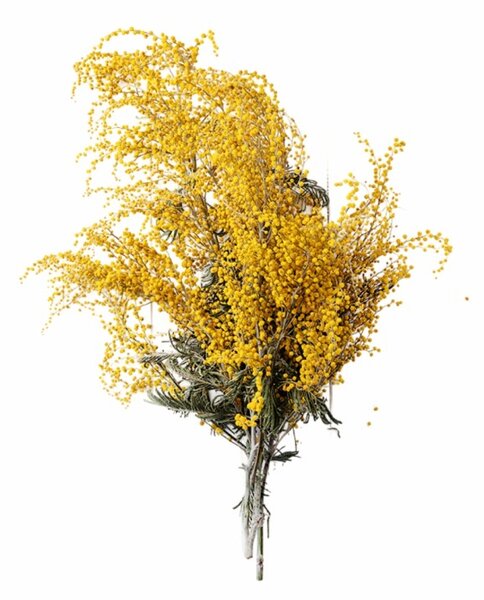 Aromatický vankúš Albizia 50x70 cm EMI