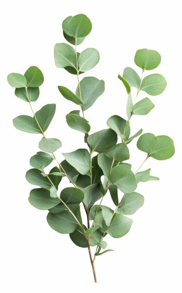 Aromatický vankúš Eucalyptus 50x70 cm EMI