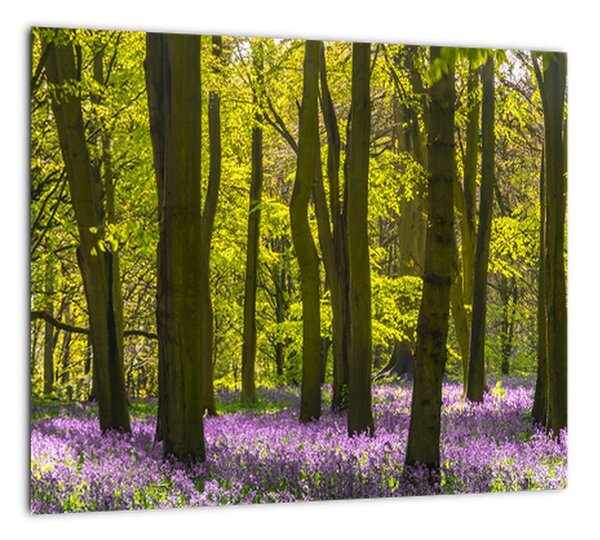 Obraz lesa (Obraz 30x30cm)