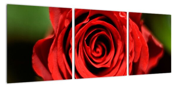Obraz ruže (Obraz 90x30cm)
