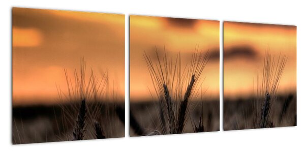 Detail pšenica, obraz (Obraz 90x30cm)