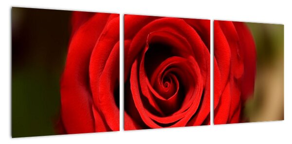 Detail ruže - obraz (Obraz 90x30cm)