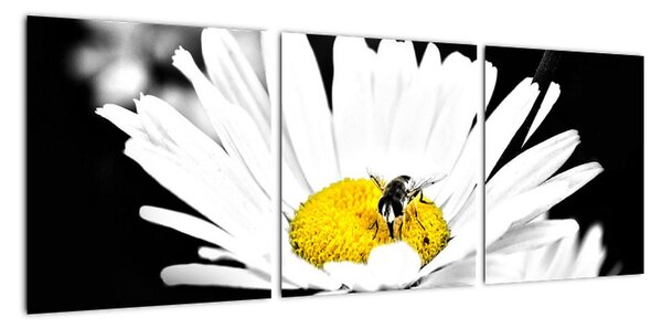 Včela na sedmokráske - obraz (Obraz 90x30cm)