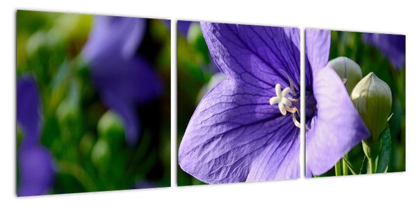 Kvety - obraz (Obraz 90x30cm)