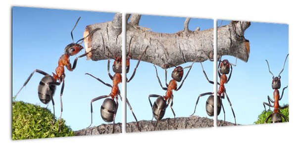 Obraz mravcov (Obraz 90x30cm)