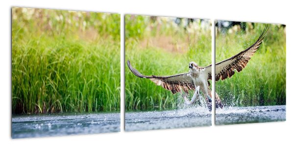 Fotka loviaceho orla - obraz (Obraz 90x30cm)