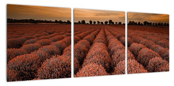 Kvetinové pole - obraz (Obraz 90x30cm)
