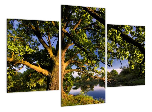 Obraz stromu (Obraz 90x60cm)