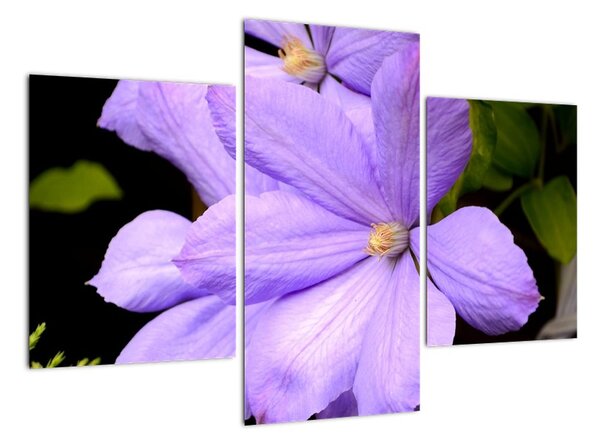 Obraz kvetu (Obraz 90x60cm)