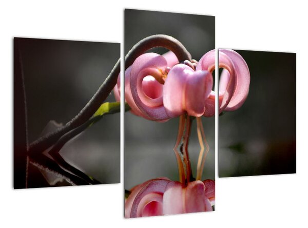 Obraz kvety (Obraz 90x60cm)