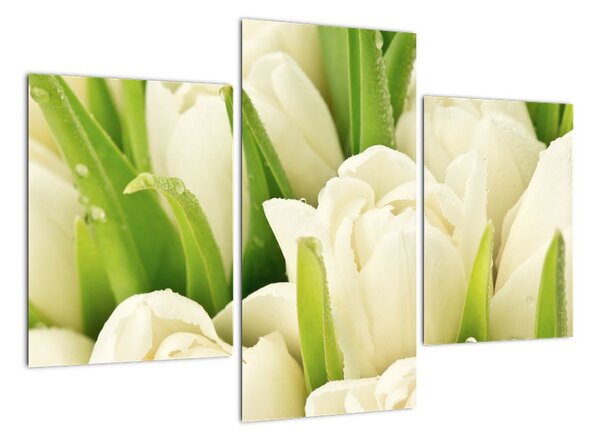 Detail tulipánov - obraz (Obraz 90x60cm)
