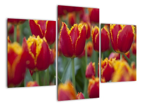 Tulipánové polia - obraz (Obraz 90x60cm)