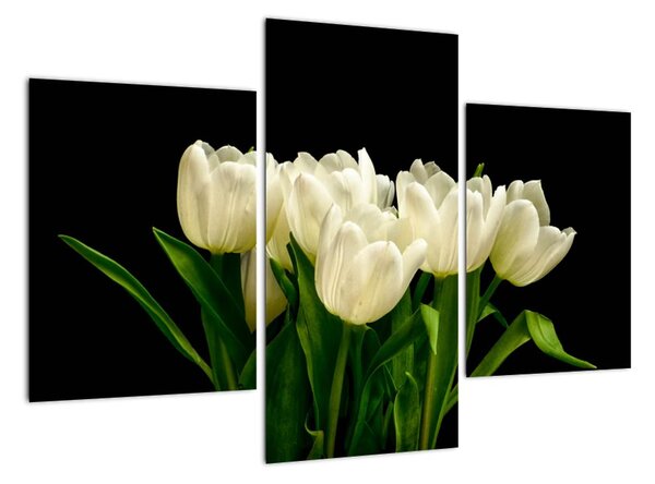 Biele tulipány - obraz (Obraz 90x60cm)