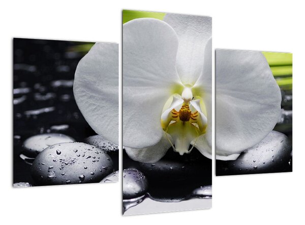 Kvet orchidey - obraz na stenu (Obraz 90x60cm)