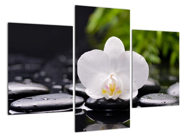 Fotka kvetu orchidey - obraz autá (Obraz 90x60cm)