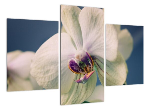 Obraz orchidey (Obraz 90x60cm)