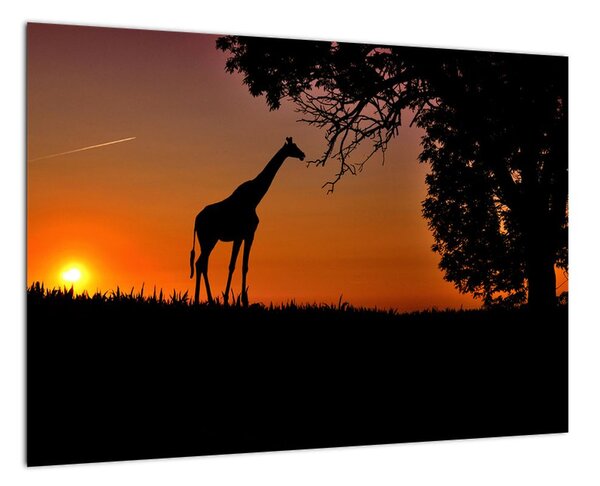 Obraz žirafy v prírode (Obraz 60x40cm)