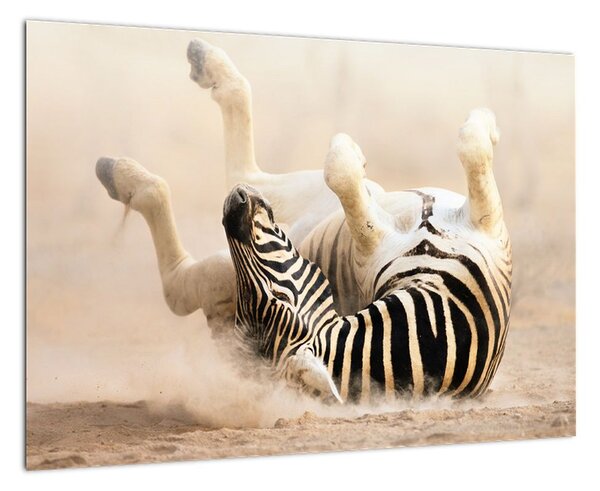 Obraz zebry (Obraz 60x40cm)