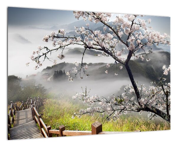 Sakura - obraz (Obraz 60x40cm)