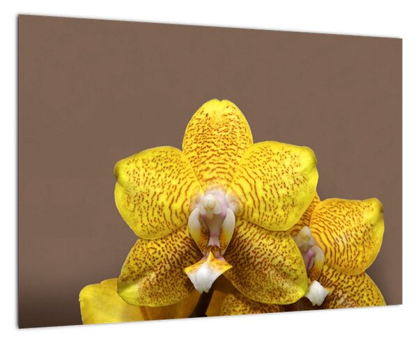 Žltá orchidea - obraz (Obraz 60x40cm)