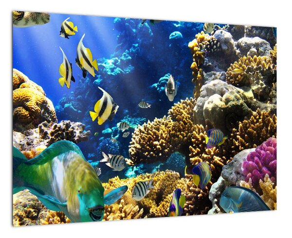 Podmorský svet - obraz (Obraz 60x40cm)