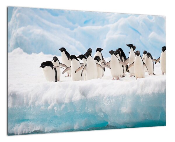 Tučniaci - obraz (Obraz 60x40cm)