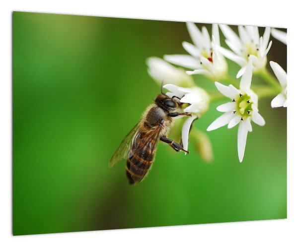 Fotka včely - obraz (Obraz 60x40cm)