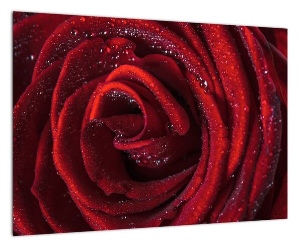 Detail ruže, obraz (Obraz 60x40cm)