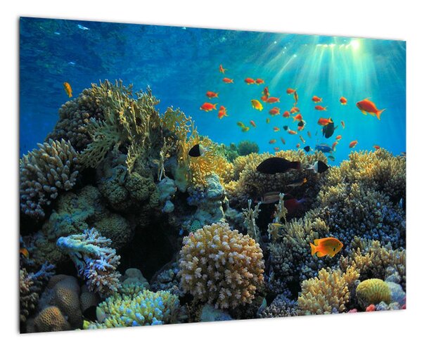 Obraz podmorského sveta (Obraz 60x40cm)