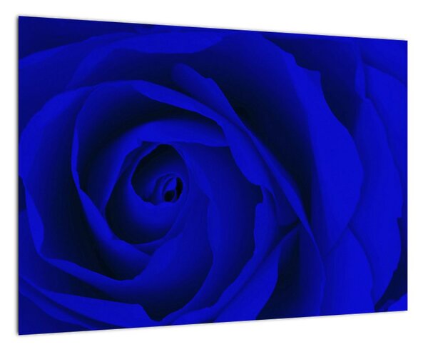 Detail modré ruže - obraz (Obraz 60x40cm)