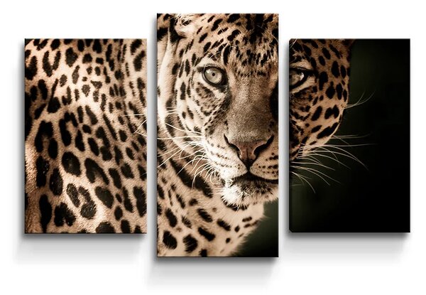 Sablio Obraz - 3-dílný Leopard - 75x50 cm