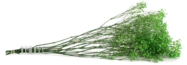 Stabilizované kvety Gypsophila - zelená - zväzok