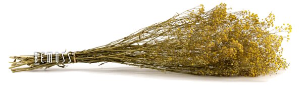 Stabilizované kvety Gypsophila - žltá - zväzok