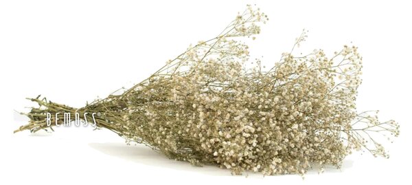 Stabilizované kvety Gypsophila - prírodná - zväzok