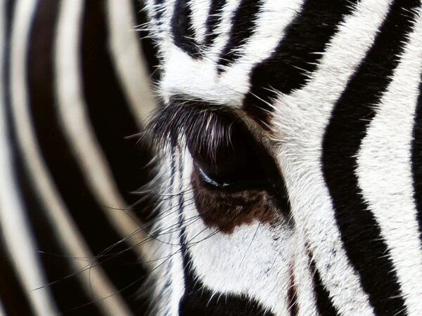 DIMEX | Plexisklo za kuchynskú linku PGT-08060-016 | 80 x 60 cm Zebra